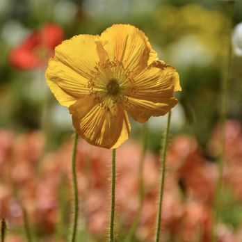 Birmingham Botanical Gardens - Iceland poppy - Venues & Event Spaces Near Me - Birmingham, Alabama Birmingham Botanical Gardens - Iceland poppy - Venues & Event Spaces Near Me - Birmingham, Alabama