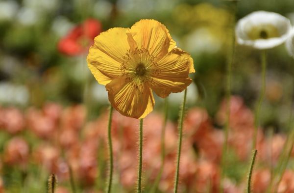 Birmingham Botanical Gardens by null