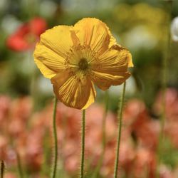 Birmingham Botanical Gardens - Iceland poppy