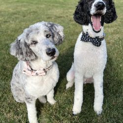 Salon Fido - Freshly groomed Aussiedoodle and poodle