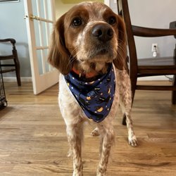 Best Friends Pet Grooming - Marlow sporting his Halloween bandanna!