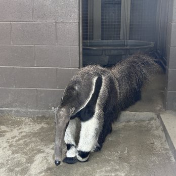 Roger Williams Park Zoo - Giant anteater - Zoos Near Me - Providence, Rhode Island Roger Williams Park Zoo - Giant anteater - Zoos Near Me - Providence, Rhode Island