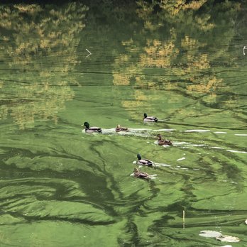 Lake Fenwick Park - Ducks! - Parks Near Me - Kent, Washington