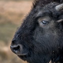 Elk and Bison Prairie - Bison