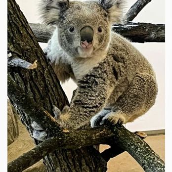 Brookfield Zoo Chicago - Zoos Near Me - Brookfield, Illinois