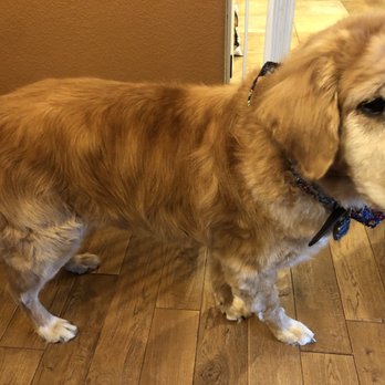 Aurora Pet Grooming - Side view of sprocket. He looks so handsome now - Pet Groomers Near Me - Aurora, Colorado Aurora Pet Grooming - Side view of sprocket. He looks so handsome now - Pet Groomers Near Me - Aurora, Colorado