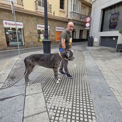 Plaza del Palillero - Look at the size of this dog!