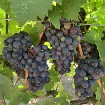 Three Hills Winery - Grapes waiting to be harvested - Wine Tasting Room Near Me - Ramona, California Three Hills Winery - Grapes waiting to be harvested - Wine Tasting Room Near Me - Ramona, California
