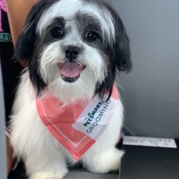 Puppy trim . Ciao Bella!! Puppy trim . Ciao Bella!!