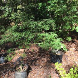 Ash's Japanese Maple Nursery