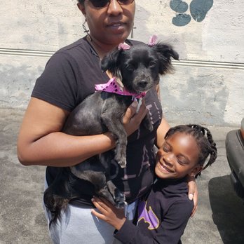 Dog Lovers - Rolliepolybp @ IG 1st cut was Great, We Love it - Pet Training Near Me - Los Angeles, California