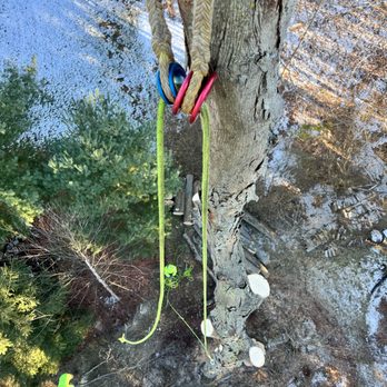 Rana Tree Removal - Tree Services Near Me Rana Tree Removal - Tree Services Near Me
