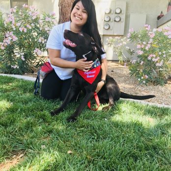PupScouts Dog Training - Pet Training Near Me PupScouts Dog Training - Pet Training Near Me