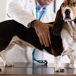 Airport Animal Hospital