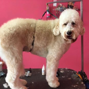 Clip-n-clean - Clip - Pet Groomers Near Me - Anderson, Indiana
