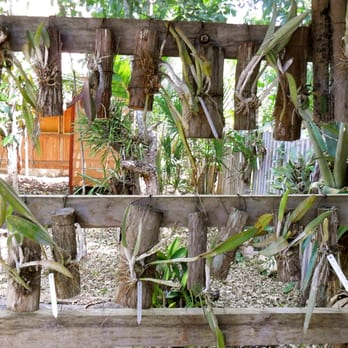 Orquideario Solferino - Nurseries & Gardening Near Me - Temixco, MOR Orquideario Solferino - Nurseries & Gardening Near Me - Temixco, MOR