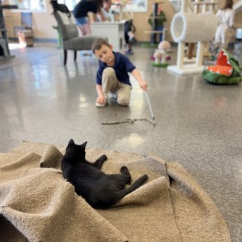 Kitty Brew Cat Cafe - @angieknowsthetruth - Pet Adoption Near Me - Mason, Ohio