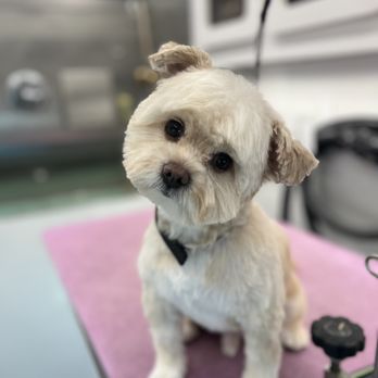 Happy Paws Mobile Grooming - Pet Groomers Near Me Happy Paws Mobile Grooming - Pet Groomers Near Me