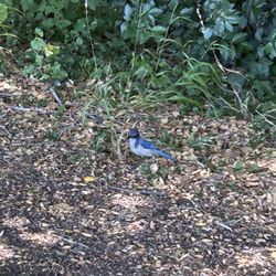 Shannon Park and Community Center - Lots of beautiful birds and foliage