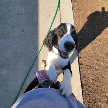 Lucky Pups Unlimited - Smiling at Emma after playing outside - Pet Sitting Near Me Lucky Pups Unlimited - Smiling at Emma after playing outside - Pet Sitting Near Me