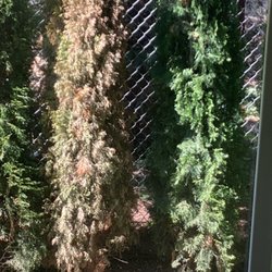 Western Nursery Sales - One of our arborvitae died quickly.
