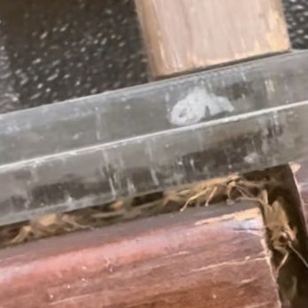 Kroger - Roaches. Loads of them. :-( - Grocery Near Me - Dearborn, Michigan