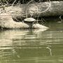 Photo of Barefoot Canoe Rentals
