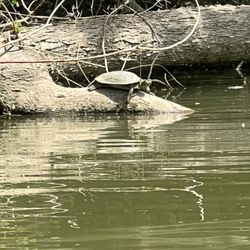 Barefoot Canoe Rentals