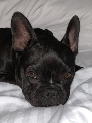 wells dog and cat hospital