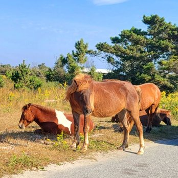 Assateague State Park - Horses! - Parks Near Me - Berlin, Maryland