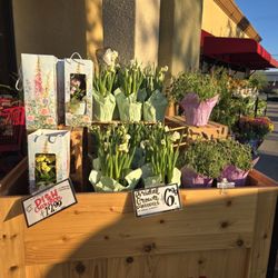 Trader Joe's