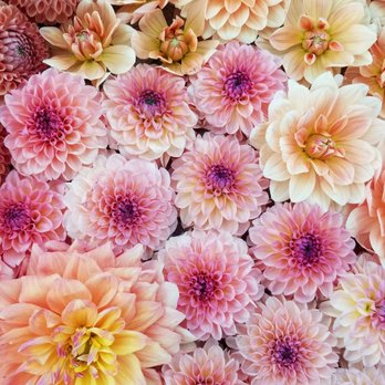 Flathead Farmworks - Florists Near Me