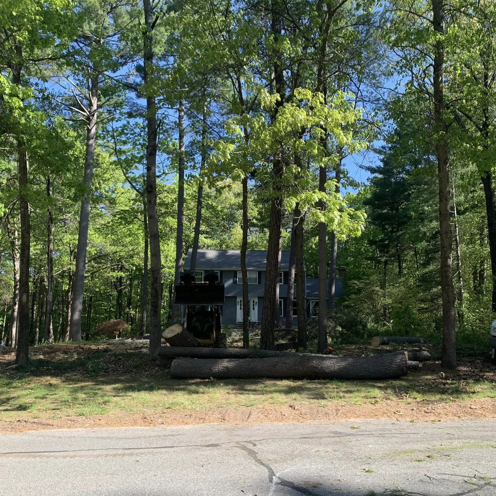 All Pro Tree Service - 8:00am - before - Tree Services Near Me - Marlborough, Massachusetts All Pro Tree Service - 8:00am - before - Tree Services Near Me - Marlborough, Massachusetts