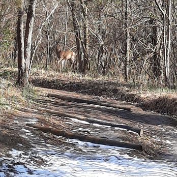 E.P. Tom Sawyer State Park - Several deer today - Parks Near Me - Louisville, Kentucky E.P. Tom Sawyer State Park - Several deer today - Parks Near Me - Louisville, Kentucky