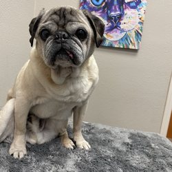 Quail Ridge Animal Hospital - Cheeto