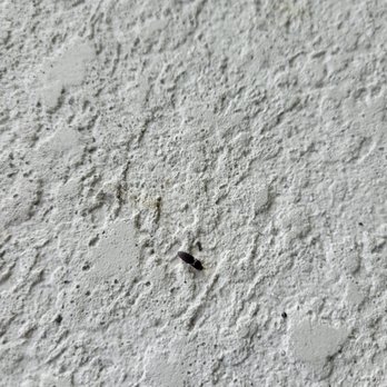 Spire Pest Control - Pest Control Near Me
