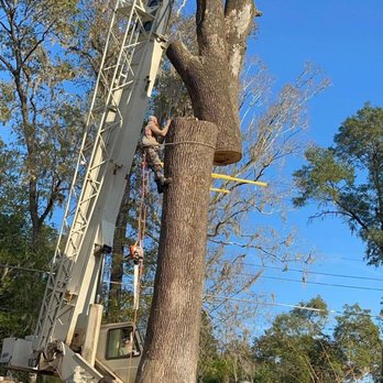 Cole Brackin’s Tree Service - Tree Services Near Me - Tallahassee, Florida Cole Brackin’s Tree Service - Tree Services Near Me - Tallahassee, Florida