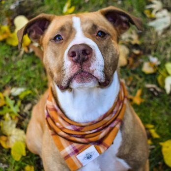 Good Dog Enrichment and Training - Pet Training Near Me Good Dog Enrichment and Training - Pet Training Near Me