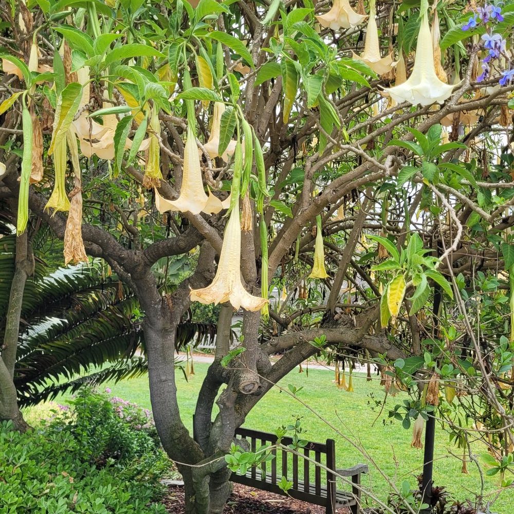 San Diego Botanic Garden - Botanical Gardens Near Me - Encinitas, California