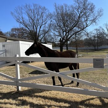Graceland - Horse in the fields behind the mansion - Museums Near Me - Memphis, Tennessee Graceland - Horse in the fields behind the mansion - Museums Near Me - Memphis, Tennessee