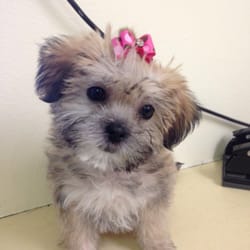 Happy Valley Boarding Kennels - Very happy little girl after her first grooming!