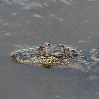 Big Cypress Bend Boardwalk - Parks Near Me - Naples, Florida