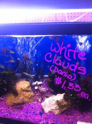 petland discounts brooklyn