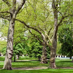 B A McGuire Tree & Landscape