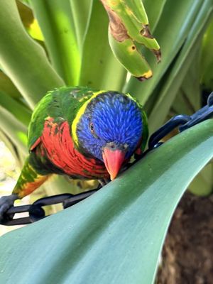 ZooTampa at Lowry Park by null