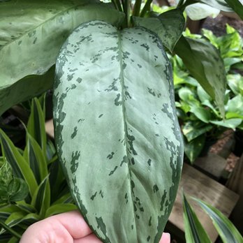 Tallahassee Nurseries Inc - Nurseries & Gardening Near Me - Tallahassee, Florida Tallahassee Nurseries Inc - Nurseries & Gardening Near Me - Tallahassee, Florida
