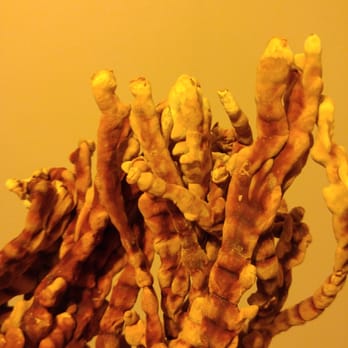 Cascadia Mushrooms - a close up of a root - Farmers Market Near Me