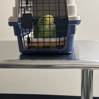 Exotic Pet Vets - Before he had a feather in his nose - Veterinarians Near Me - Phoenix, Arizona Exotic Pet Vets - Before he had a feather in his nose - Veterinarians Near Me - Phoenix, Arizona