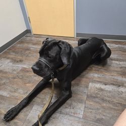 Cole Veterinary Hospital at Legends Ranch - My Great Dane waiting calmly