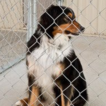 Jackson Creek Kennel - Pet Sitting Near Me - Peyton, Colorado Jackson Creek Kennel - Pet Sitting Near Me - Peyton, Colorado